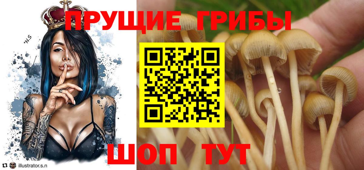 Псилоцибиновые грибы MAGIC MUSHROOMS  Вход с VPN  Саратов  Псилоцибиновые грибы прущие грибы 